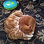 cat, cats, sleeping, ginger_cat, fur, pet, animal, indoor, rug, patterned_rug, toy, plush_toy, cozy, resting, curled_up, feline, nap, domestic_animal, companion, cute