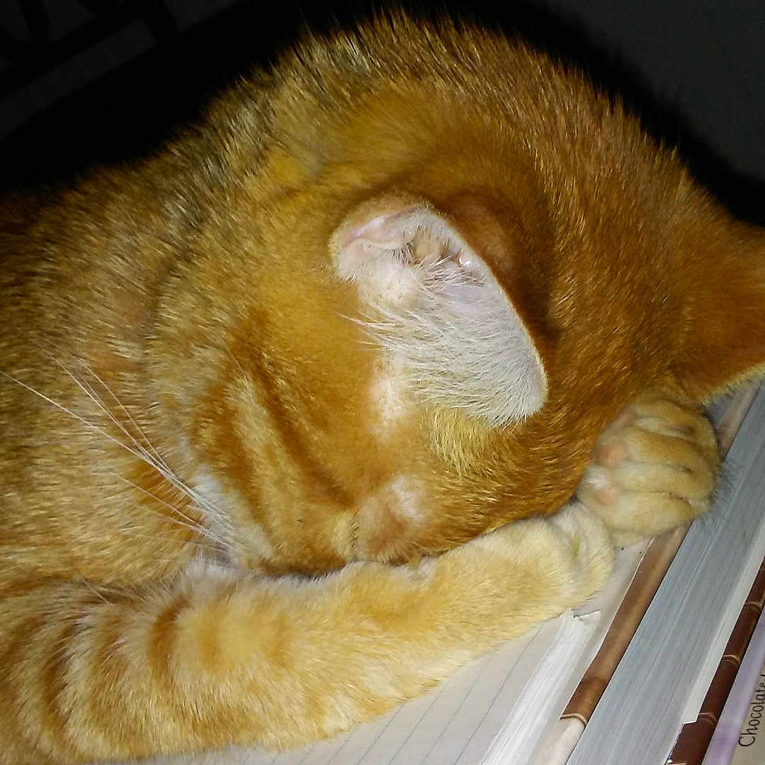Pumpkin joined the competition — help win amazing prizes! animal, book, cat, closeup, cozy, cute, domestic_cat, feline, fur, indoor, notebook, orange_tabby, paws, pet, relaxed, resting, sleep, sleeping, striped, whiskers
