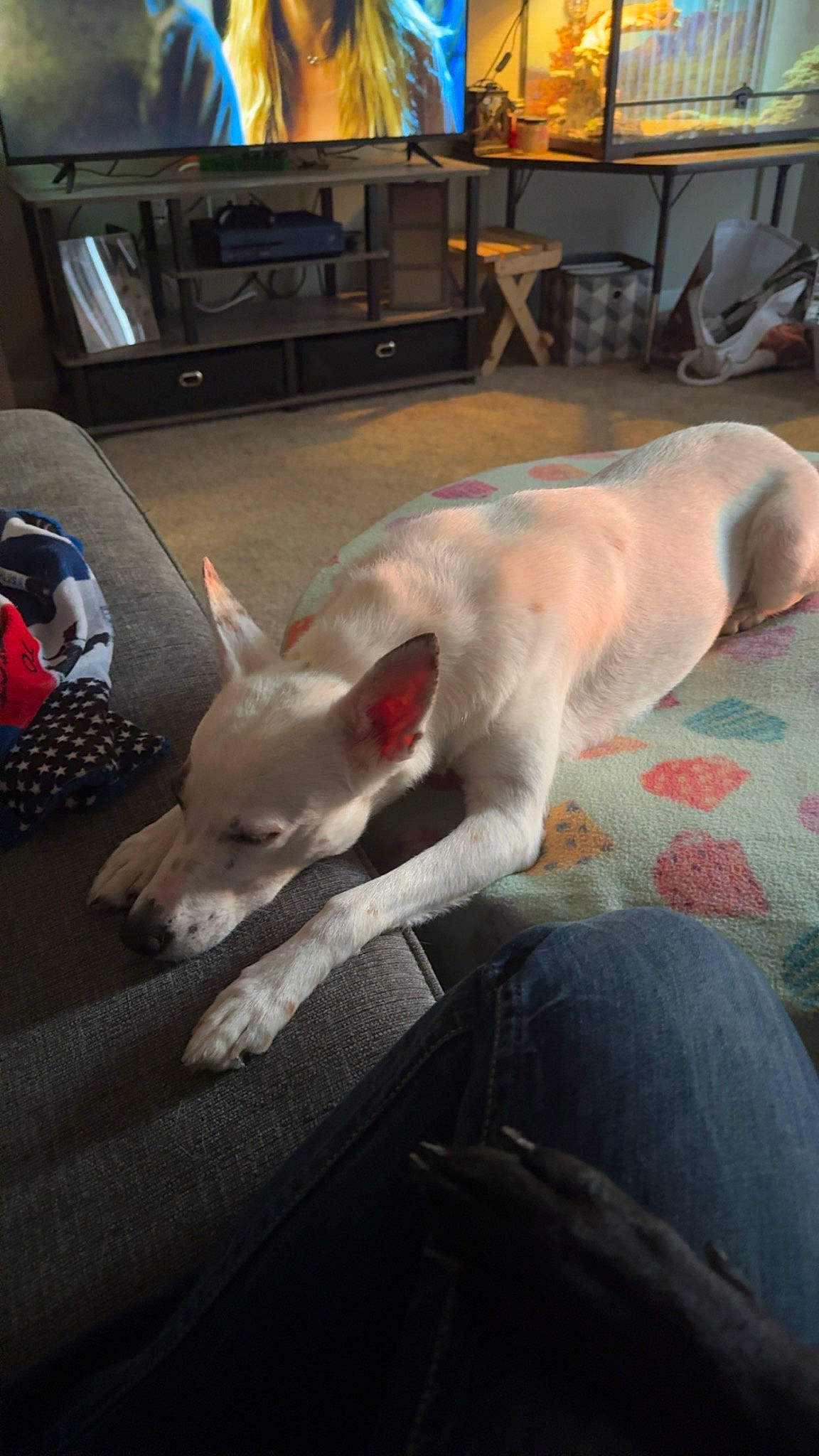 Luna is registered to the contest to win money with this photo: canidae, carnivore, comfort, companion_dog, couch, dog, dog_breed, fawn, felidae, flooring, jaw, mammal, paw, picture_frame, small_to_medium_sized_cats, snout, sporting_group, tail, whiskers, working_animal