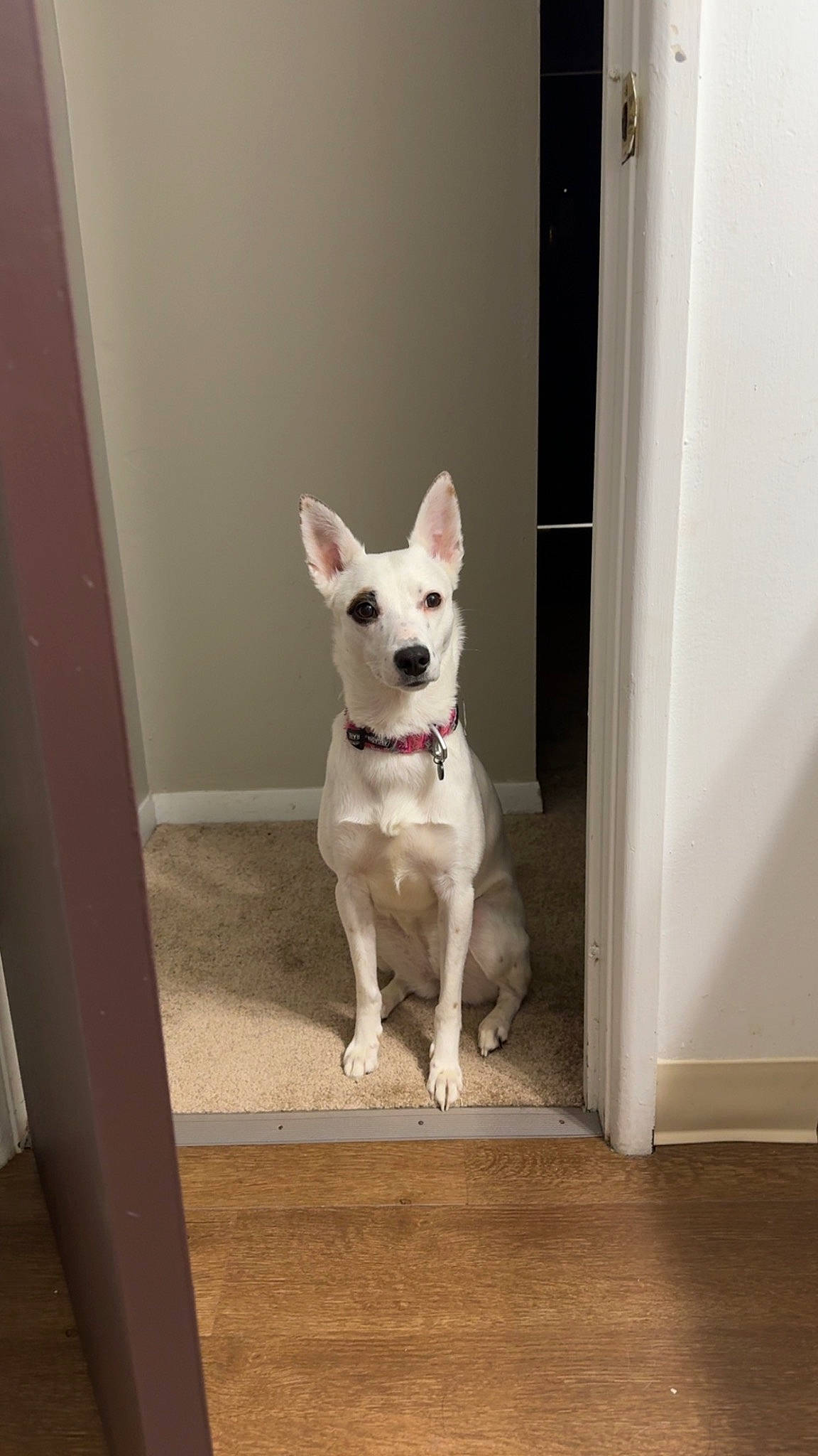 Luna joined the competition — help win amazing prizes! canidae, carnivore, companion_dog, dog, dog_breed, dog_collar, door, fawn, floor, flooring, hardwood, non_sporting_group, pet_supply, room, sporting_group, tail, whiskers, wood, working_animal