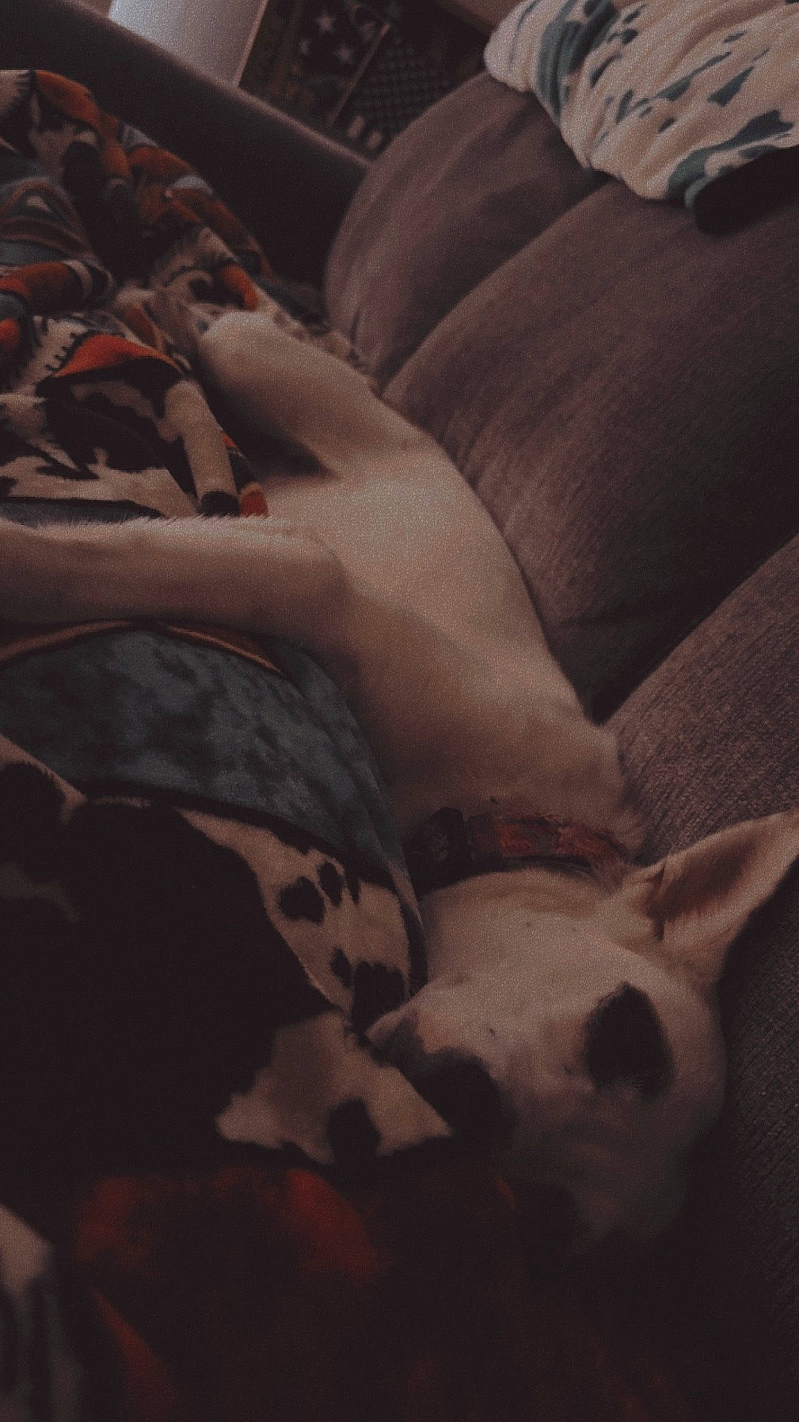 Luna is registered to the contest to win money with this photo: abdomen, cloud, comfort, companion_dog, couch, darkness, dog, foot, fur, grey, human_body, human_leg, knee, linens, nail, paw, thigh, trunk, whiskers, wrist