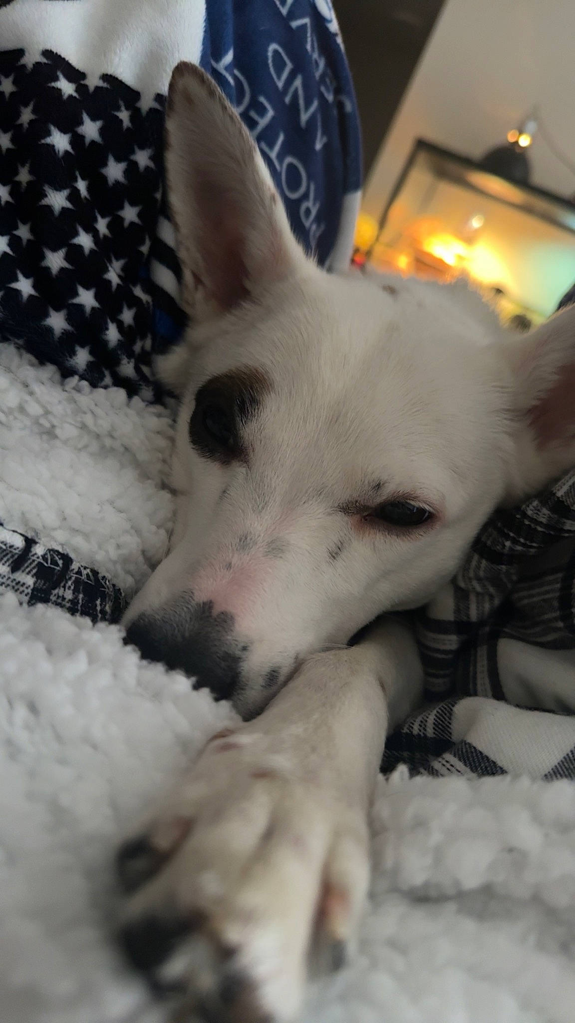 Luna joined the competition — help win amazing prizes! ancient_dog_breeds, canidae, carnivore, comfort, companion_dog, dog, dog_breed, foot, fur, mammal, monochrome, monochrome_photography, pattern, paw, snout, sporting_group, terrestrial_animal, vertebrate, whiskers, working_animal