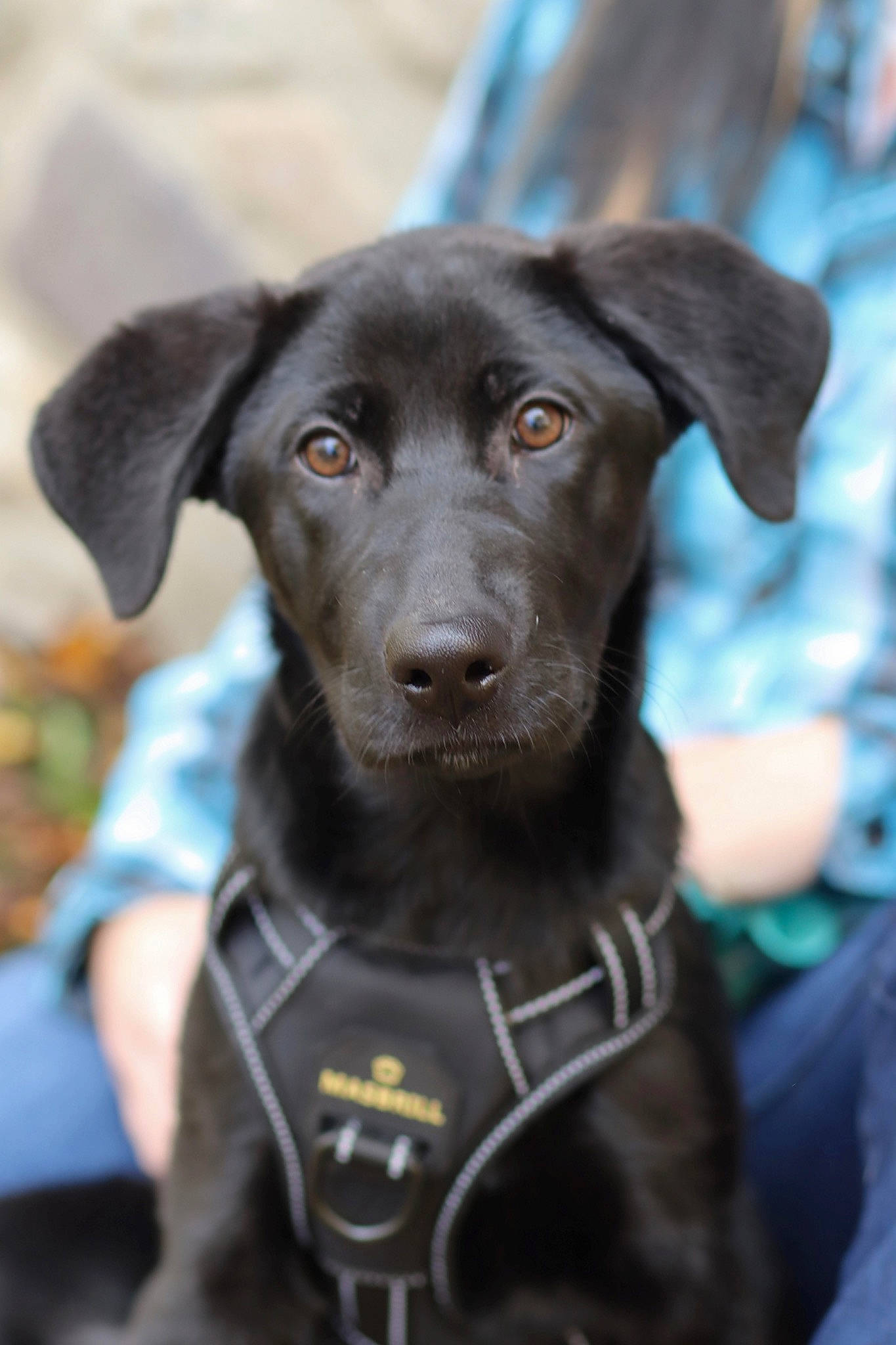 Nova joined the competition — help win amazing prizes! borador, canidae, carnivore, collar, companion_dog, dog, dog_breed, dog_collar, electric_blue, fur, hunting_dog, sporting_group, terrestrial_animal, whiskers, working_animal