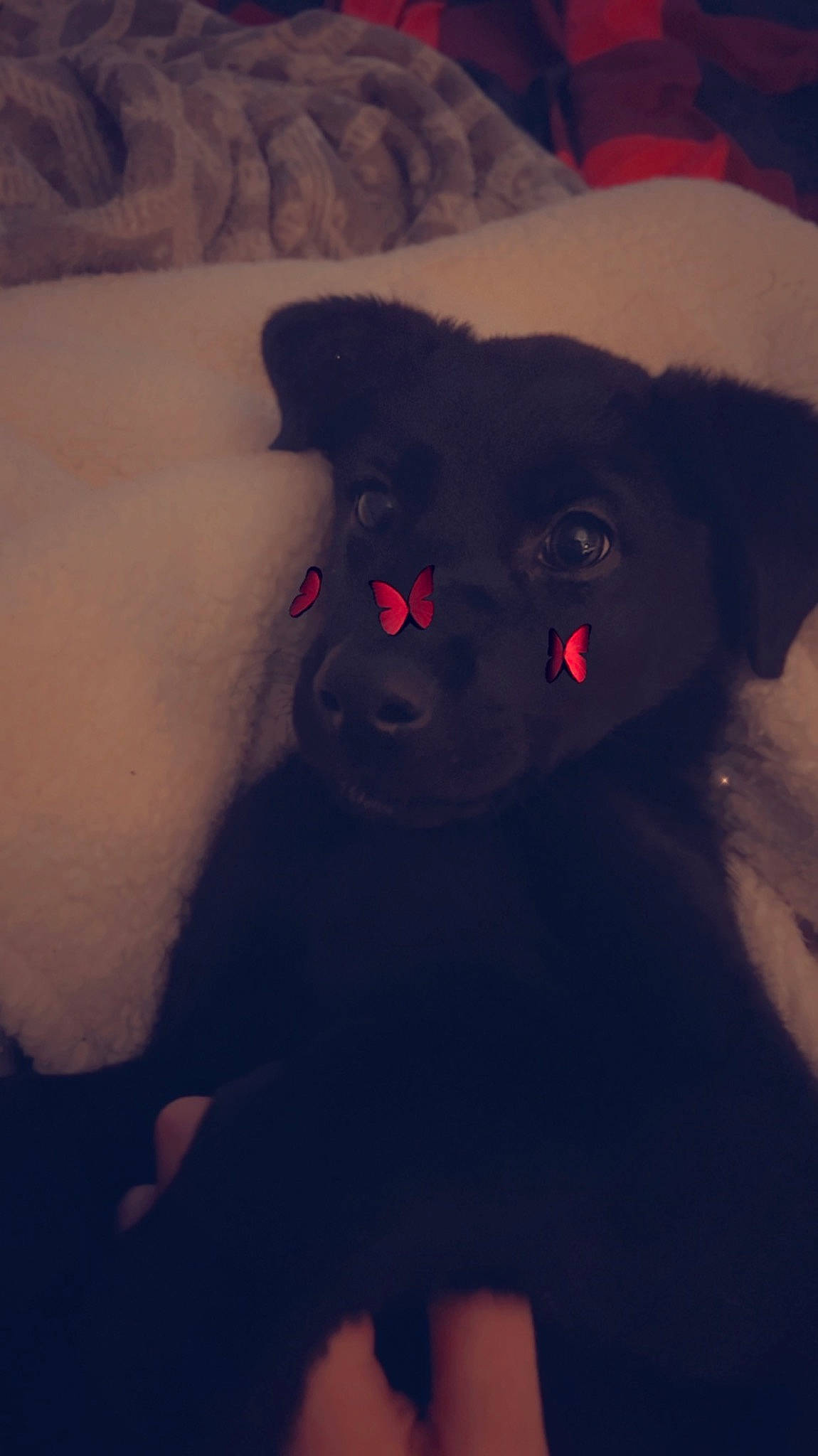 Nova is registered to the contest to win money with this photo: black_cat, carmine, carnivore, cat, darkness, electric_blue, felidae, fur, head, night, paw, room, sky, small_to_medium_sized_cats, snout, tail, teddy_bear, terrestrial_animal, tints_and_shades, whiskers