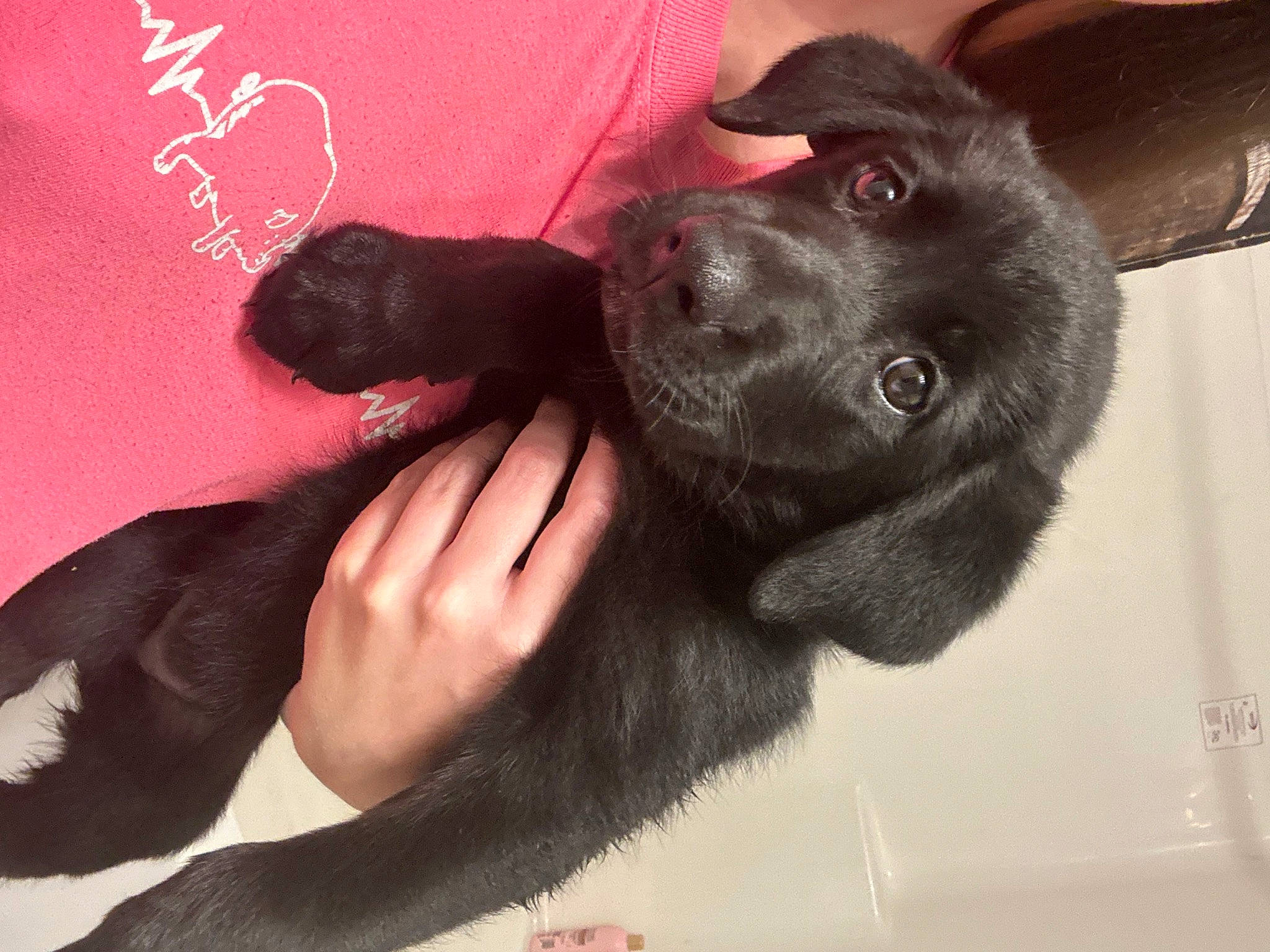 Nova joined the competition — help win amazing prizes! borador, canidae, carnivore, comfort, companion_dog, dog, dog_breed, dog_collar, fashion_accessory, foot, fur, gesture, magenta, paw, snout, sporting_group, working_animal, wrist