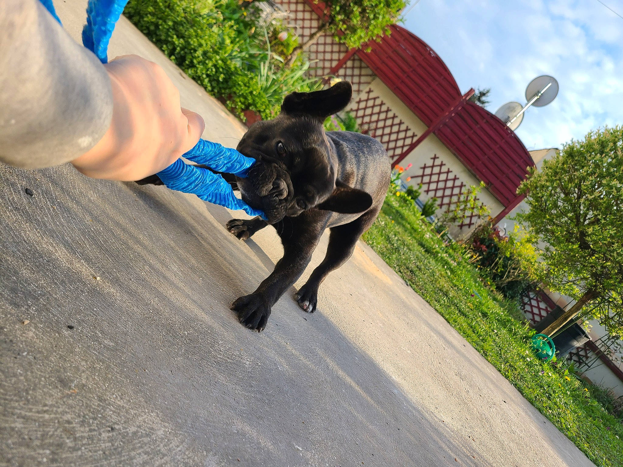 Potter a rejoint le concours — aidez-le/la à gagner de superbes lots ! carnivore, cloud, collar, companion_dog, dog, dog_breed, dog_collar, electric_blue, fawn, fun, grass, human_leg, leash, plant, recreation, sky, sporting_group, tail, tree, working_animal