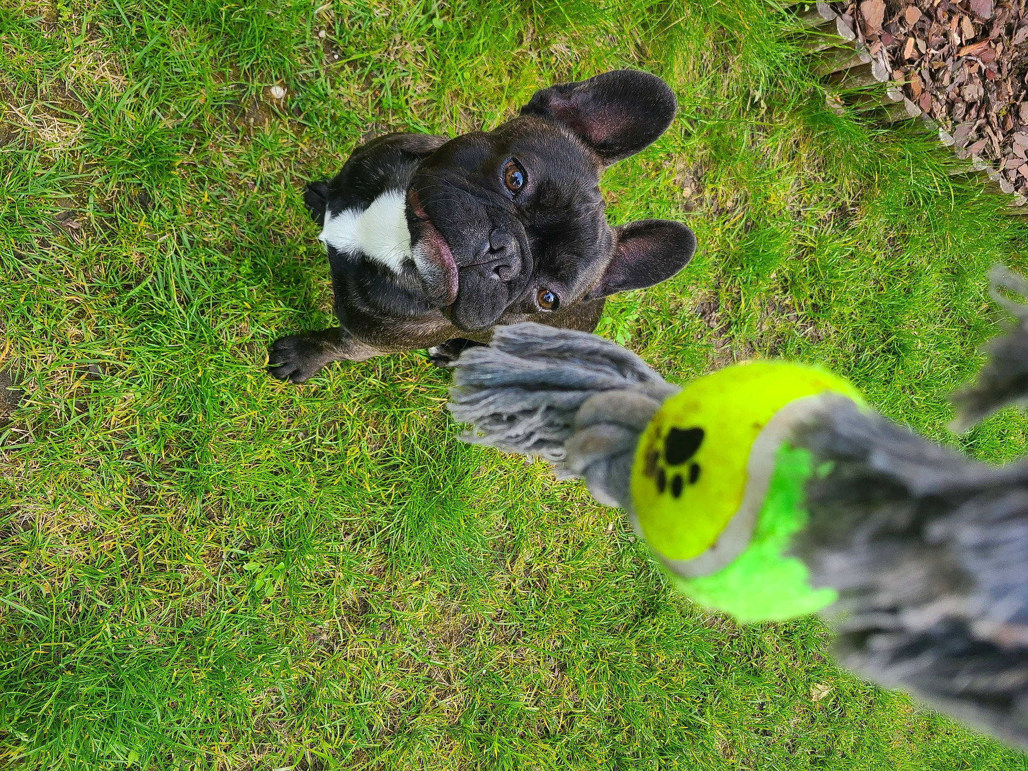 Potter participe au concours pour gagner de l'argent avec cette photo : beak, bird, canidae, companion_dog, dog, dog_breed, feather, garden, grass, grass_family, groundcover, parrot, plant, soil, sporting_group, tail, terrestrial_animal, working_animal