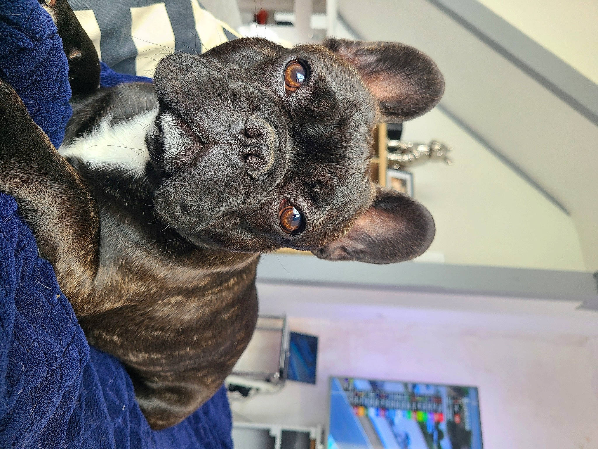 Potter a rejoint le concours — aidez-le/la à gagner de superbes lots ! blue, canidae, carnivore, collar, companion_dog, dog, dog_breed, ear, fawn, fur, gesture, guard_dog, non_sporting_group, snout, sporting_group, terrestrial_animal, whiskers, working_animal, wrinkle