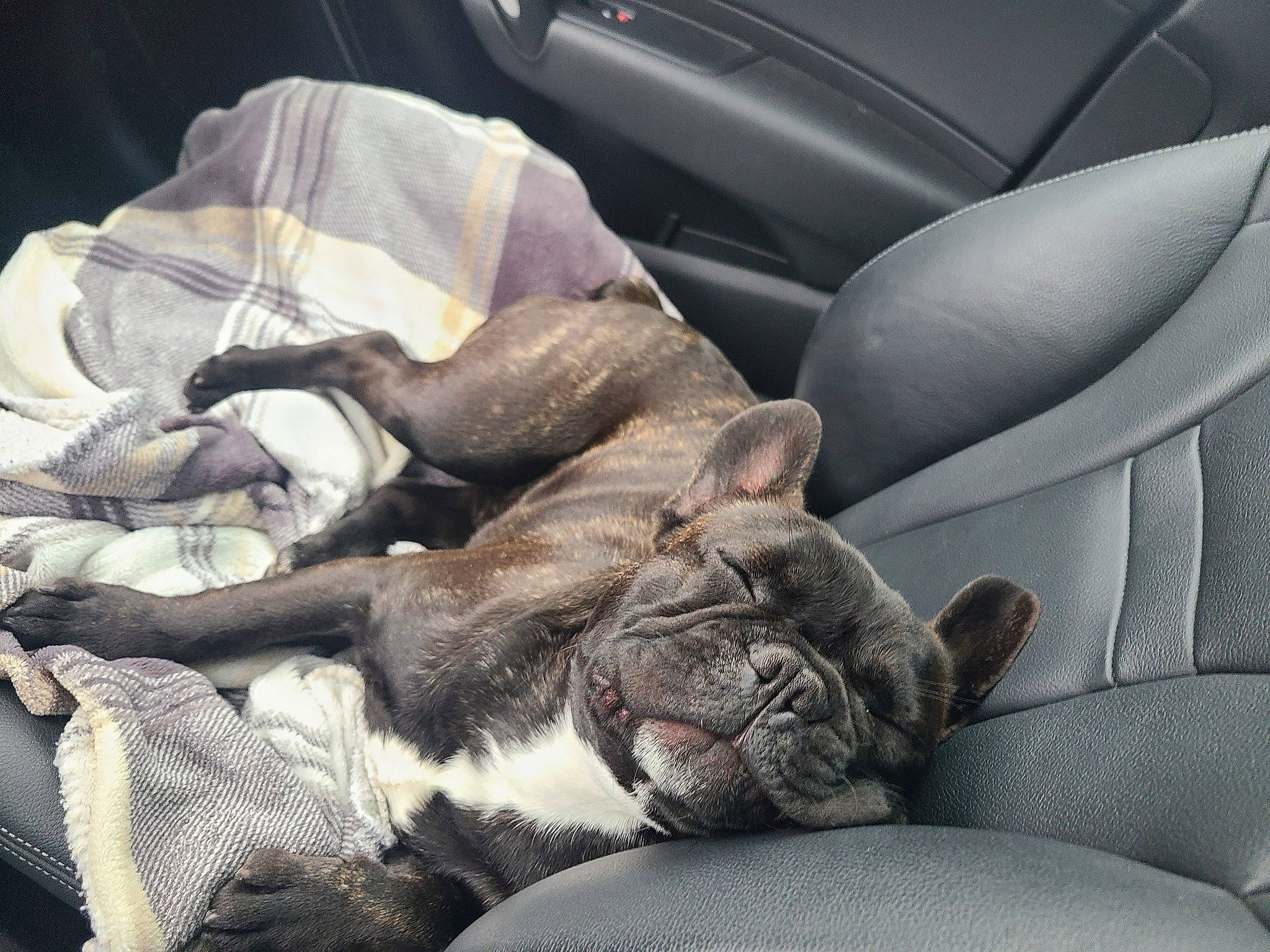 Potter a rejoint le concours — aidez-le/la à gagner de superbes lots ! auto_part, car, car_seat, car_seat_cover, carnivore, comfort, companion_dog, dog, dog_breed, family_car, fawn, felidae, grey, motor_vehicle, personal_luxury_car, small_to_medium_sized_cats, snout, sporting_group, vehicle, whiskers