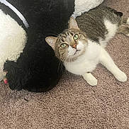 Zen Mcintyre is registered to the contest to win money with this photo: cat, tabby_cat, carpet, stuffed_animal, panda, fluffy, indoor, pet, feline, whiskers, green_eyes, relaxed, lying_down, curious, soft_texture, toy, companion, animal, closeup, domestic