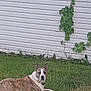 dog, brindle, grass, outdoor, lying_down, collar, white_wall, vine, green_leaves, pet, canine, calm, nature, yard, animal, fur, ears, snout, daylight, domestic