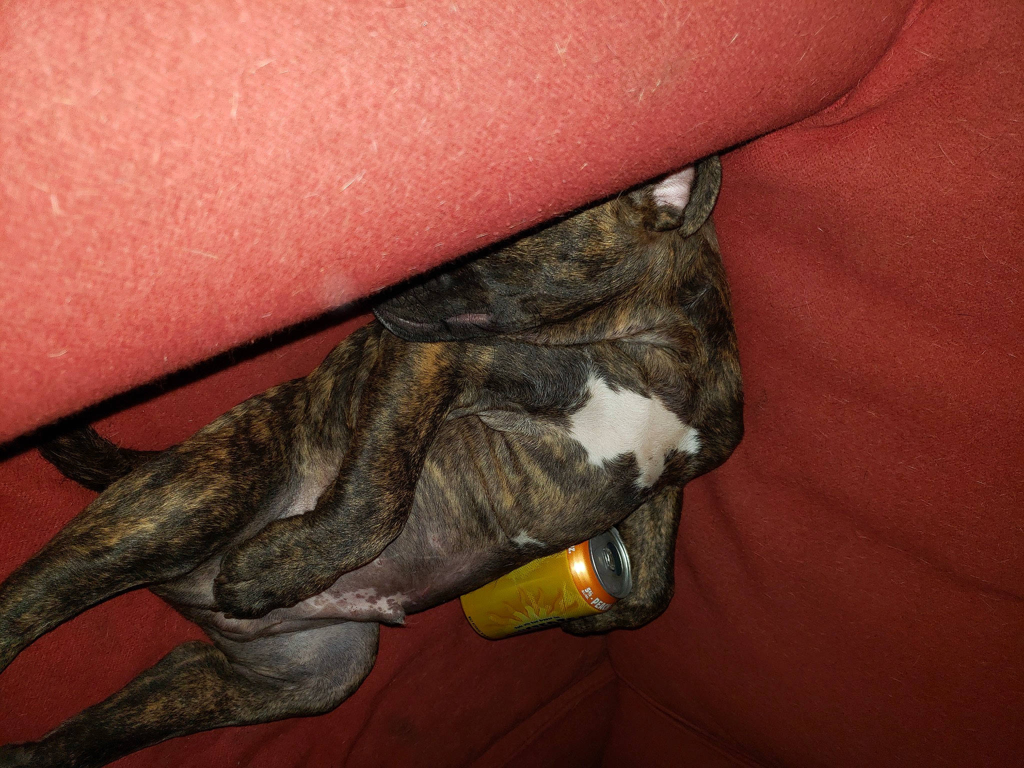 Dully is registered to the contest to win money with this photo: bat, carmine, claw, dobermann, finger, flesh, foot, fur, gesture, human_leg, nail, paw, tail, terrestrial_animal, thigh, thumb, toe, wood, wrinkle, wrist