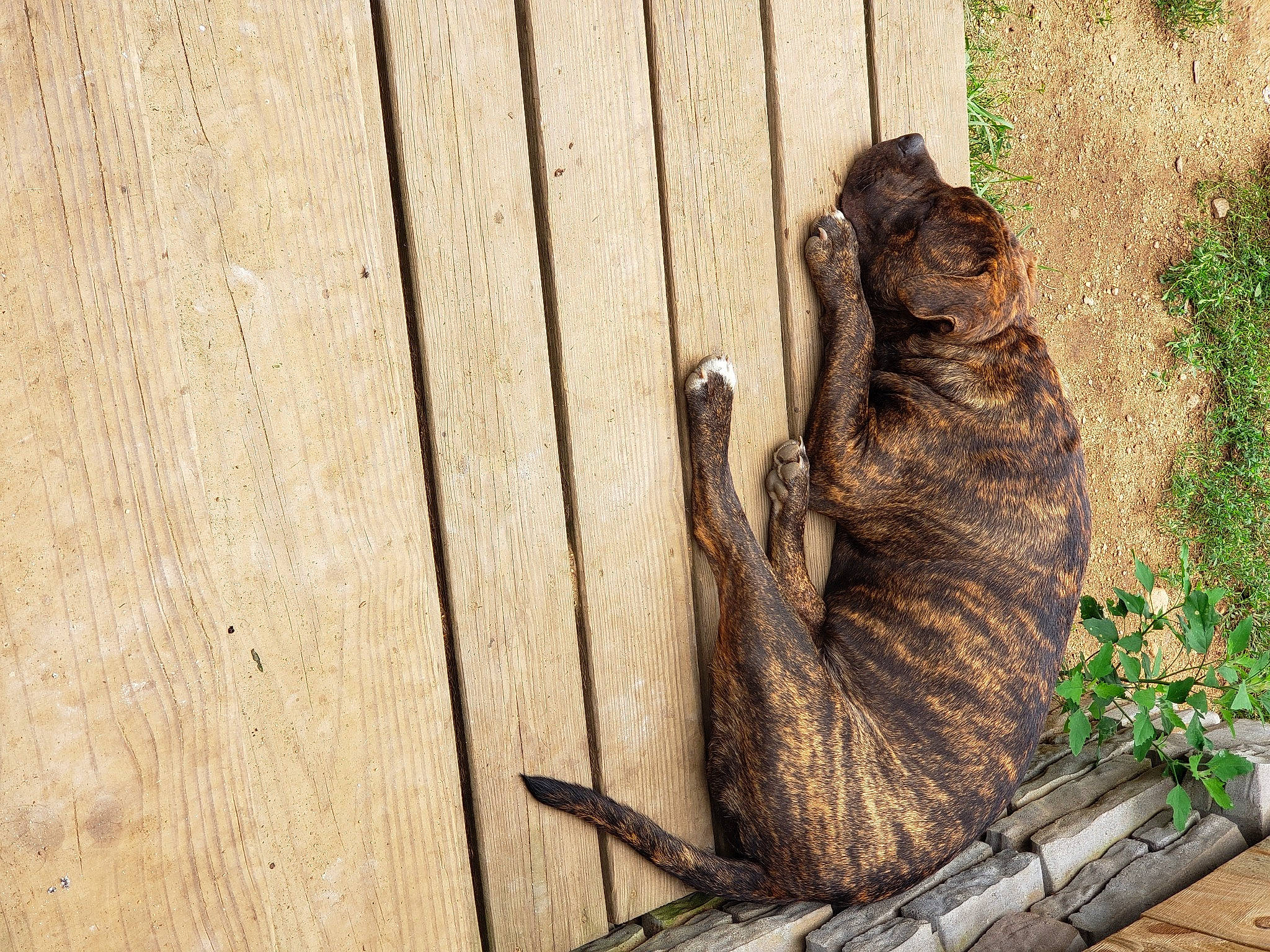 Dully is registered to the contest to win money with this photo: art, carnivore, fawn, felidae, fur, grass, hardwood, iguania, marsupial, plant, rodent, small_to_medium_sized_cats, snout, squirrel, tail, terrestrial_animal, tree, trunk, wildlife, wood