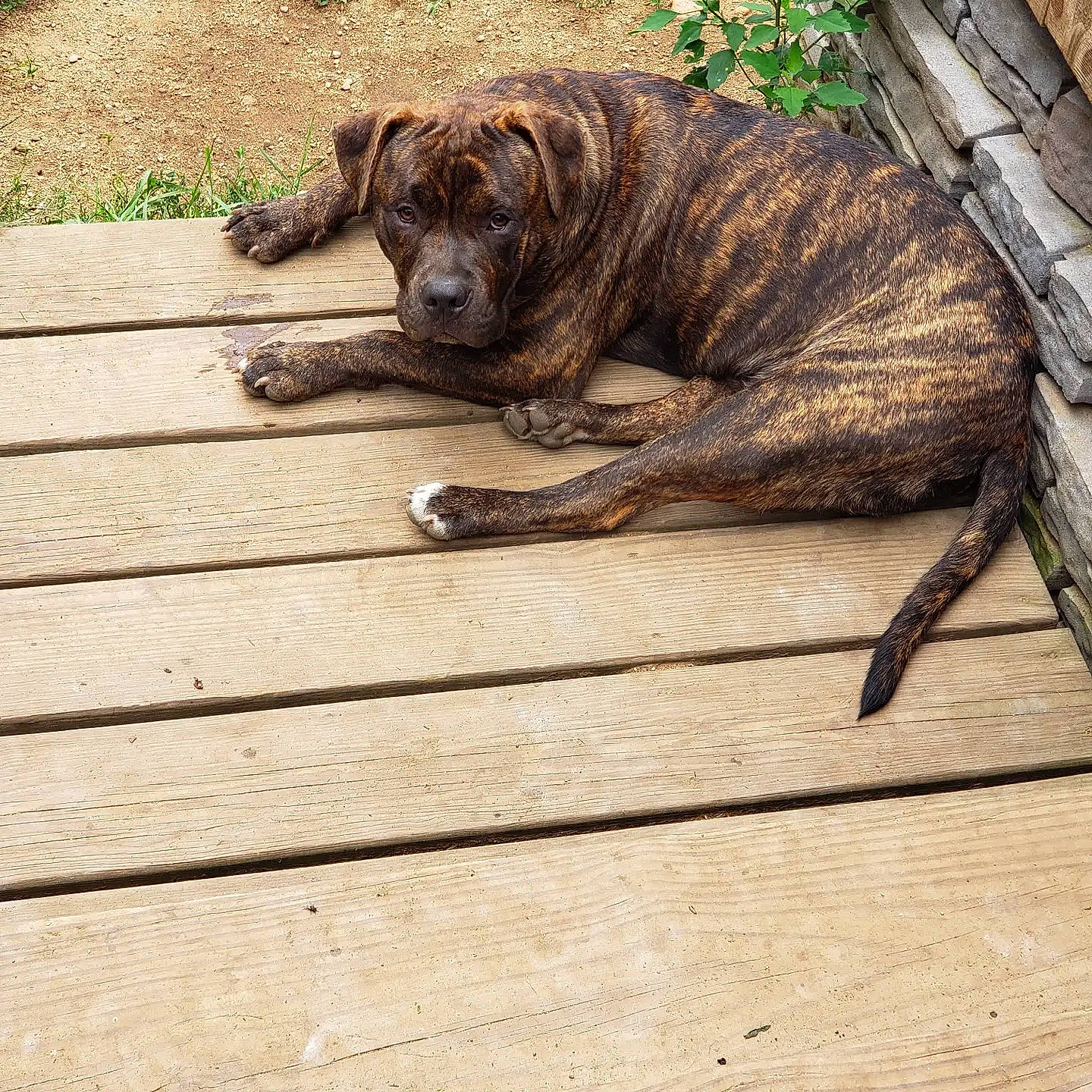Dully is registered to the contest to win money with this photo: carnivore, companion_dog, dog, dog_breed, fawn, felidae, flooring, fur, grass, guard_dog, hardwood, liver, plank, plant, tail, terrestrial_animal, window, wood, wood_stain, wrinkle
