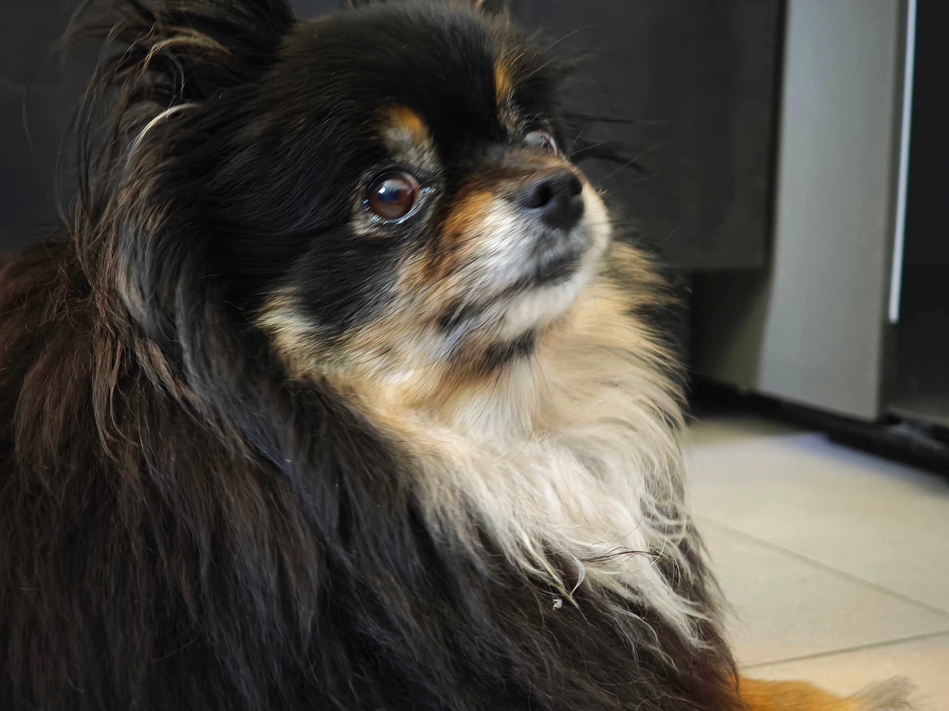 Nana a rejoint le concours — aidez-le/la à gagner de superbes lots ! dog, long_hair, fluffy, pet, indoor, floor, brown, black, white, animal, canine, portrait, fur, cute, companion, looking_away, domestic, close_up, calm, small_dog