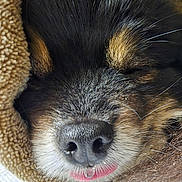 Nana a rejoint le concours — aidez-le/la à gagner de superbes lots ! dog, close_up, sleeping, tongue_out, nose, fur, blanket, cozy, pet, animal, resting, snuggled, cute, peaceful, brown, whiskers, muzzle, soft, face, indoors
