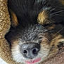 dog, close_up, sleeping, tongue_out, nose, fur, blanket, cozy, pet, animal, resting, snuggled, cute, peaceful, brown, whiskers, muzzle, soft, face, indoors