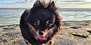 Nana a rejoint le concours — aidez-le/la à gagner de superbes lots ! dog, small_dog, black_dog, tan_markings, tongue_out, fur, outdoor, rocky_shore, ocean, water, sky, clouds, sunlight, nature, pet, animal, walking, happy, daytime, landscape