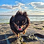 dog, small_dog, black_dog, tan_markings, tongue_out, fur, outdoor, rocky_shore, ocean, water, sky, clouds, sunlight, nature, pet, animal, walking, happy, daytime, landscape