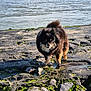 Nana participe au concours pour gagner de l'argent avec cette photo : dog, animal, outdoor, rock, moss, water, nature, pet, fur, small_dog, sunlight, shore, landscape, canine, walking, daylight, wildlife, cute, standing, scenic