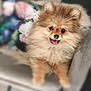 Yuna participe au concours pour gagner de l'argent avec cette photo : animal, blurred_background, chair, closeup, companion, cute, dog, domestic_animal, fluffy, friendly, fur, happy, indoor, pet, pomeranian, portrait, puppy, sitting, smiling, tongue_out