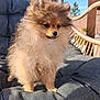 Yuna participe au concours pour gagner de l'argent avec cette photo : adorable, animal, blue_sky, chair, cushion, cute, daylight, dog, fence, fluffy, fur, garden, outdoor, pet, pomeranian, portrait, puppy, sitting, small, sunlight