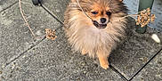 Yuna a rejoint le concours — aidez-le/la à gagner de superbes lots ! animal, canine, cute, daylight, dog, dry_branch, fluffy, fur, garden, greenery, nature, outdoor, patio, pet, plant, playful, pomeranian, small_dog, standing, stone_floor
