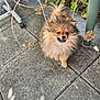 animal, canine, cute, daylight, dog, dry_branch, fluffy, fur, garden, greenery, nature, outdoor, patio, pet, plant, playful, pomeranian, small_dog, standing, stone_floor
