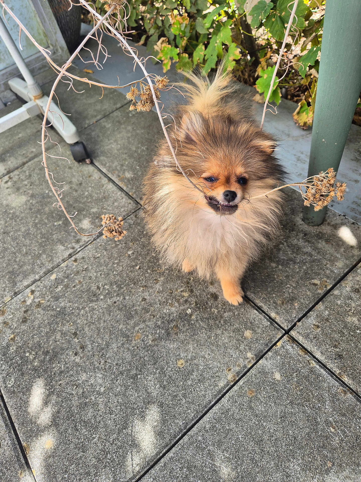 Yuna a rejoint le concours — aidez-le/la à gagner de superbes lots ! animal, canine, cute, daylight, dog, dry_branch, fluffy, fur, garden, greenery, nature, outdoor, patio, pet, plant, playful, pomeranian, small_dog, standing, stone_floor