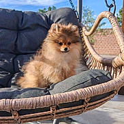 Yuna participe au concours pour gagner de l'argent avec cette photo : animal, backyard, calm, chair, cushion, cute, daytime, dog, fluffy, fur, furniture, outdoor, pet, pomeranian, puppy, relaxing, sitting, small, sunlight, wicker
