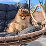 animal, backyard, calm, chair, cushion, cute, daytime, dog, fluffy, fur, furniture, outdoor, pet, pomeranian, puppy, relaxing, sitting, small, sunlight, wicker