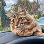 cat, tabby_cat, pet, whiskers, fluffy_fur, long_hair, amber_eyes, portrait, close_up, car_dashboard, steering_wheel, windshield, outdoor_background, trees, sky, clouds, parked_car, relaxed, paws, nose