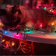 Greysha is registered to the contest to win money with this photo: animal, blurred_background, bokeh, cat, christmas_lights, closeup, colorful_lights, cozy, dark_environment, decorations, festive, fur, glowing, holiday, indoor, pet, relaxed, table, warm_lighting, whiskers