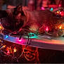 animal, blurred_background, bokeh, cat, christmas_lights, closeup, colorful_lights, cozy, dark_environment, decorations, festive, fur, glowing, holiday, indoor, pet, relaxed, table, warm_lighting, whiskers