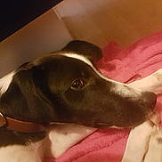 Newton a rejoint le concours — aidez-le/la à gagner de superbes lots ! canidae, carnivore, dog, dog_breed, ear, german_shorthaired_pointer, mammal, nose, old_danish_pointer, pointer, puppy, snout, sporting_group