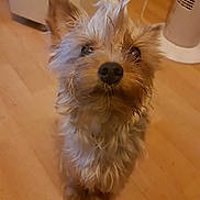 Marley participe au concours pour gagner de l'argent avec cette photo : australian_silky_terrier, australian_terrier, biewer_terrier, cairn_terrier, canidae, carnivore, companion_dog, dog, dog_breed, glen_of_imaal_terrier, mammal, morkie, norwich_terrier, puppy, small_terrier, snout, terrier, vertebrate, west_highland_white_terrier, yorkshire_terrier