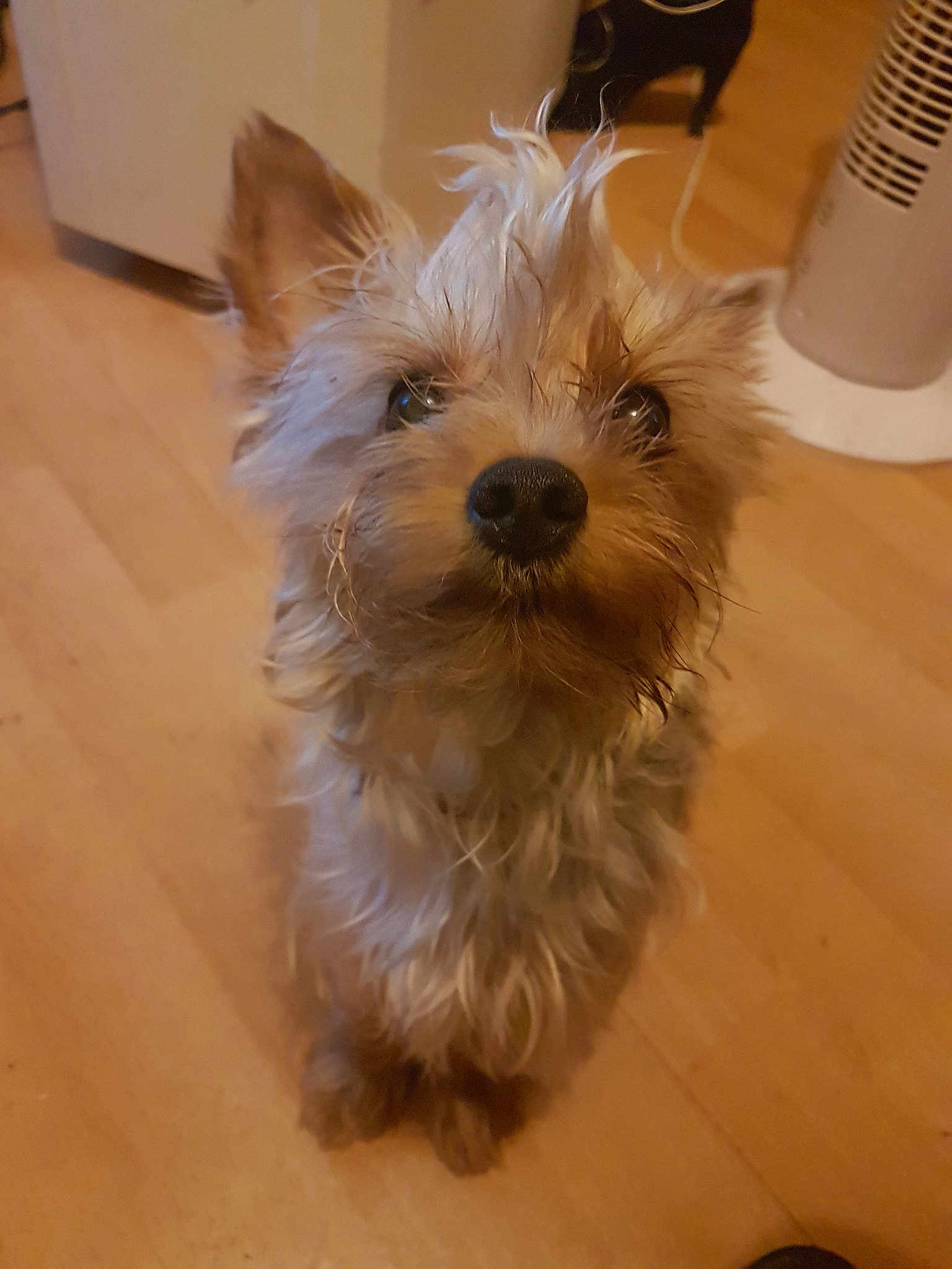 Marley
