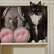 Teddy a rejoint le concours — aidez-le/la à gagner de superbes lots ! cat, tuxedo_cat, plush_toy, elephant, stuffed_animal, shelf, cubby_hole, indoor, pet, animal, feline, soft_toy, fur, whiskers, paws, yellow_eyes, black_and_white, wooden_frame, home_interior, quiet