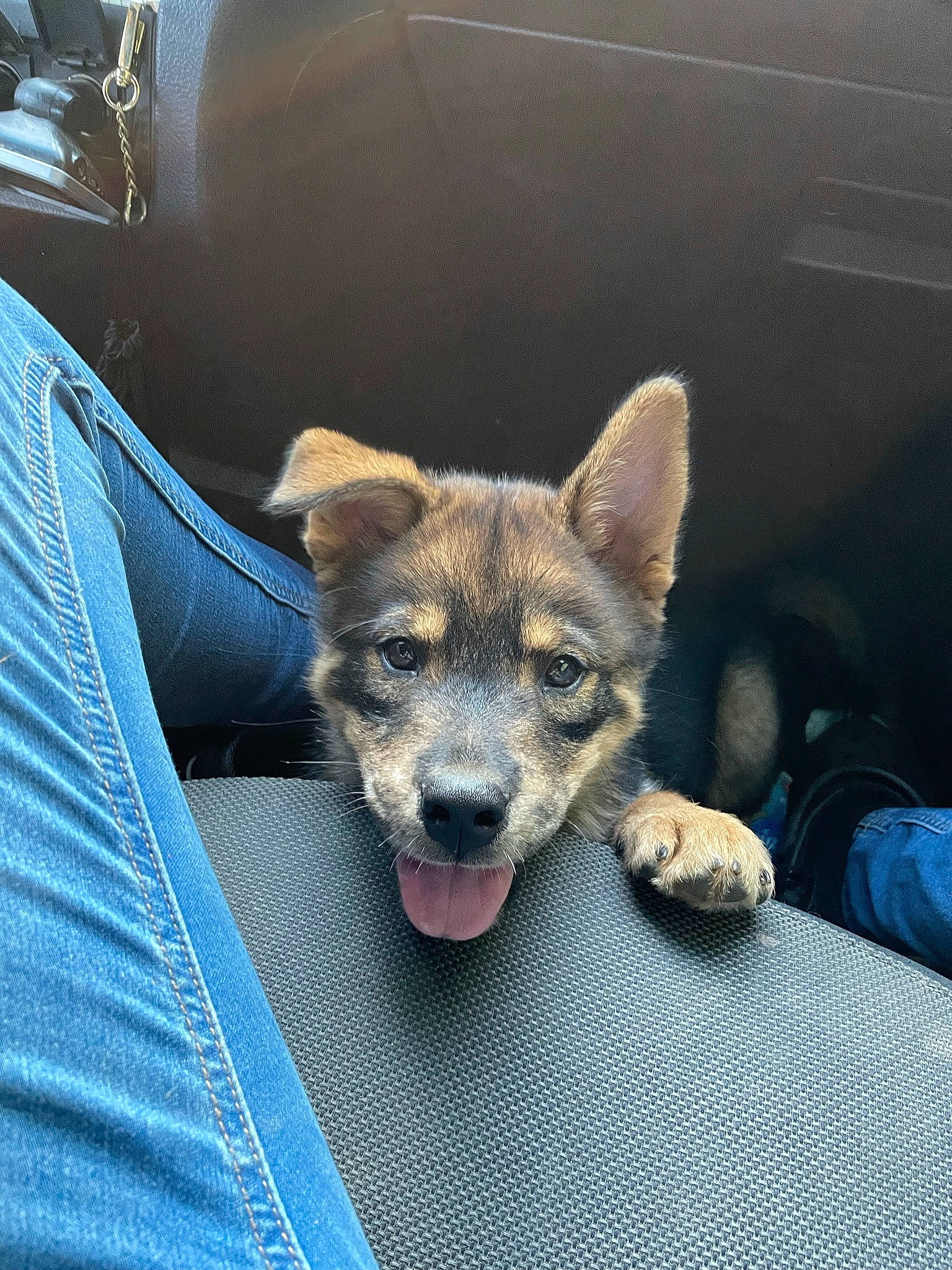 Raider joined the competition — help win amazing prizes! canidae, canis, carnivore, companion_dog, denim, dog, dog_breed, electric_blue, fur, herding_dog, jaw, paw, sitting, sporting_group, tail, terrestrial_animal, whiskers, wildlife, wolf, working_dog