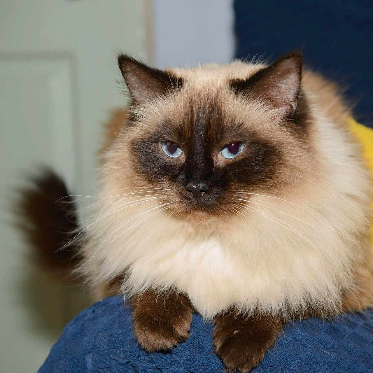 Millie is registered to the contest to win money with this photo: animal, cat, kitten, pet, siamese