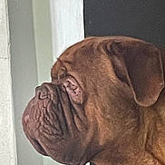 Vaillant a rejoint le concours — aidez-le/la à gagner de superbes lots ! dog, mastiff, large_dog, wrinkled_face, brown_coat, profile, side_view, muzzle, ear, pet, indoor, window, wall, close_up, portrait, domestic_animal, looking, serious, adult_dog, big_dog