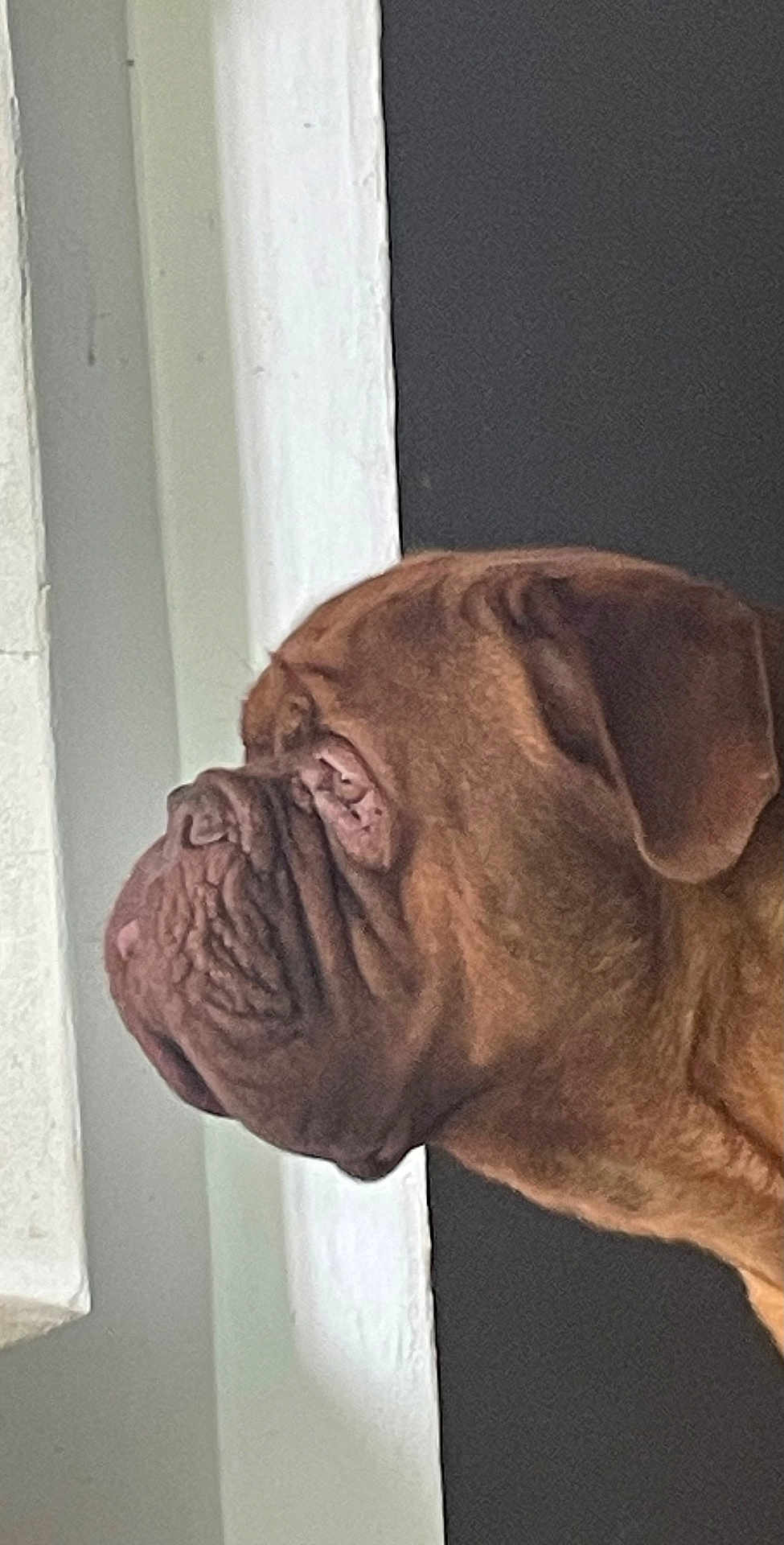 Vaillant a rejoint le concours — aidez-le/la à gagner de superbes lots ! dog, mastiff, large_dog, wrinkled_face, brown_coat, profile, side_view, muzzle, ear, pet, indoor, window, wall, close_up, portrait, domestic_animal, looking, serious, adult_dog, big_dog