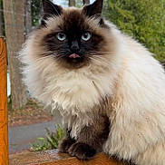 Ori is registered to the contest to win money with this photo: cat, fluffy_cat, long_hair, blue_eyes, tongue_out, whiskers, paws, ears, fur, railing, wood, outdoor, trees, forest, nature, portrait, pet, cute, sitting, close_up