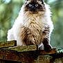cat, feline, long_hair, blue_eyes, sitting, outdoors, wood, fence, rustic, portrait, whiskers, fluffy_fur, ears, paws, nature, bokeh, green_background, curious, close_up, animal