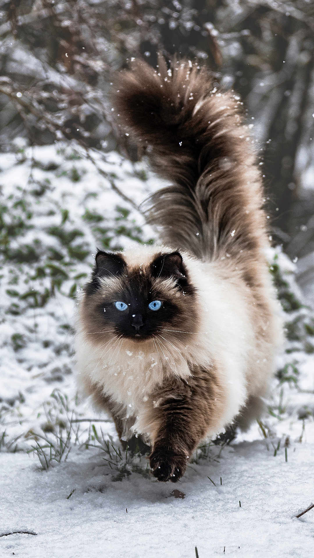 Ori is registered to the contest to win money with this photo: cat, blue_eyes, fluffy, long_fur, snow, snowfall, outdoor, winter, animal, pet, walking, portrait, tail, fluffy_tail, siamese_like, color_point, cute, whiskers, nature, feline