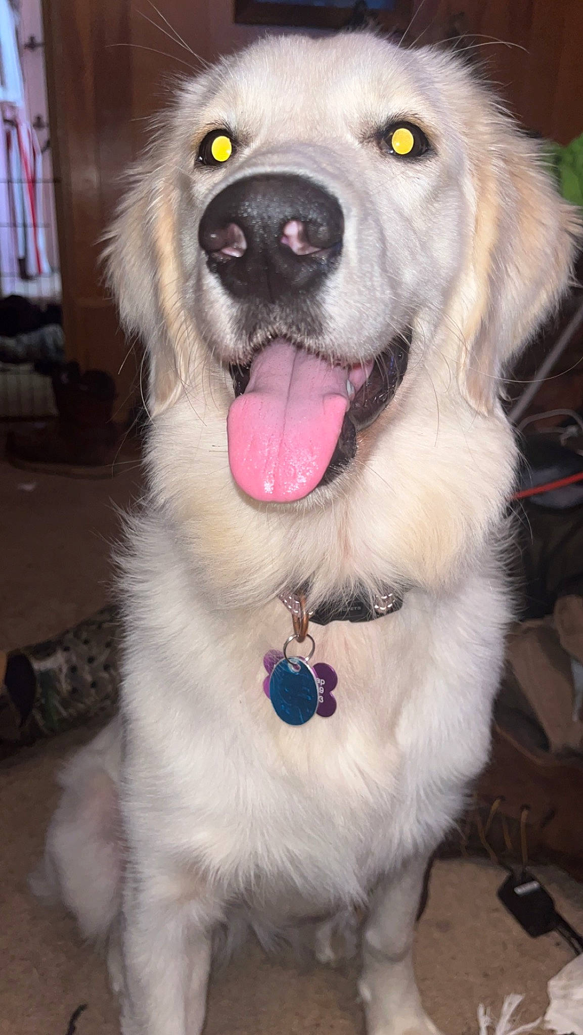 Maisey Grace is registered to the contest to win money with this photo: ancient_dog_breeds, bookcase, canidae, carnivore, collar, companion_dog, dog, dog_breed, dog_collar, fang, fur, jaw, pet_supply, shelf, shout, snout, sporting_group, tongue, whiskers, working_dog