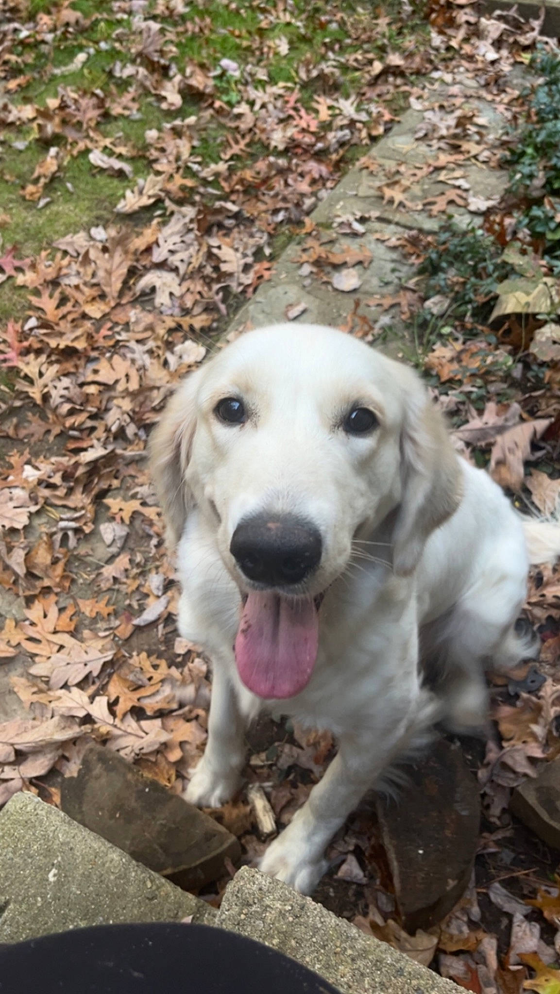 Maisey Grace joined the competition — help win amazing prizes! canidae, carnivore, companion_dog, dog, dog_breed, fawn, fur, grass, hunting_dog, nature, plant, snout, soil, sporting_group, terrestrial_animal, tree, whiskers, wildlife, wood, working_animal