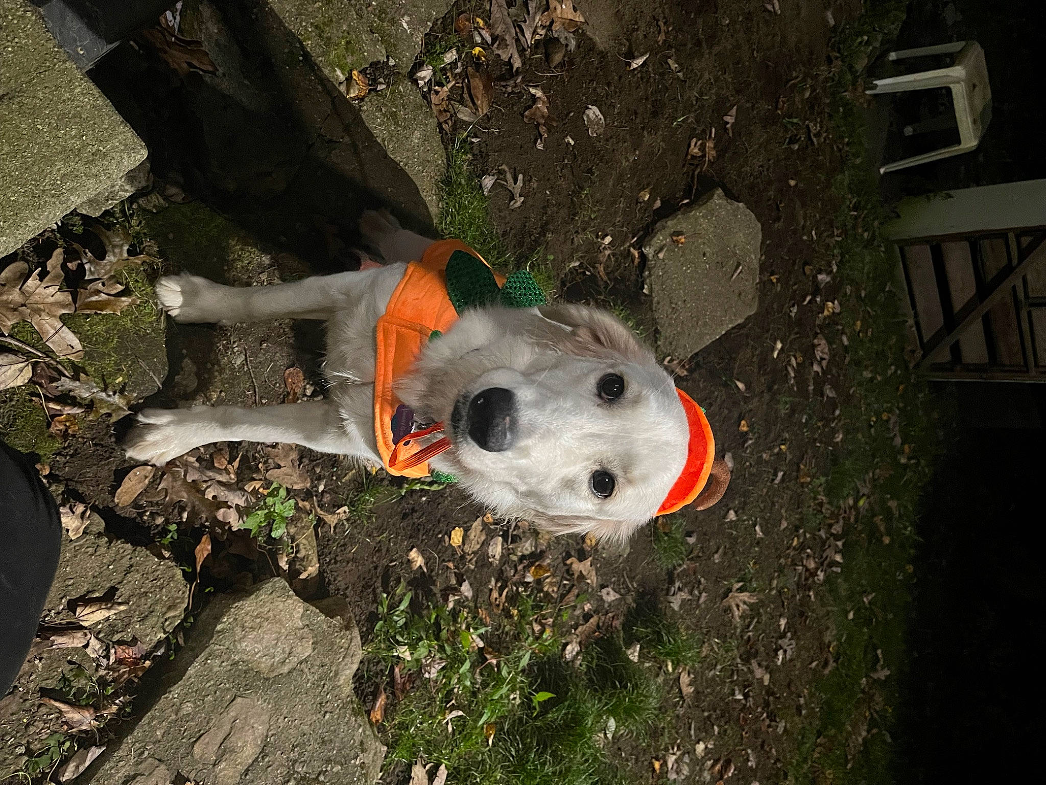 Maisey Grace joined the competition — help win amazing prizes! art, carmine, concrete, fish, grass, landscape, lawn_ornament, plant, road_surface, rock, soil, toy