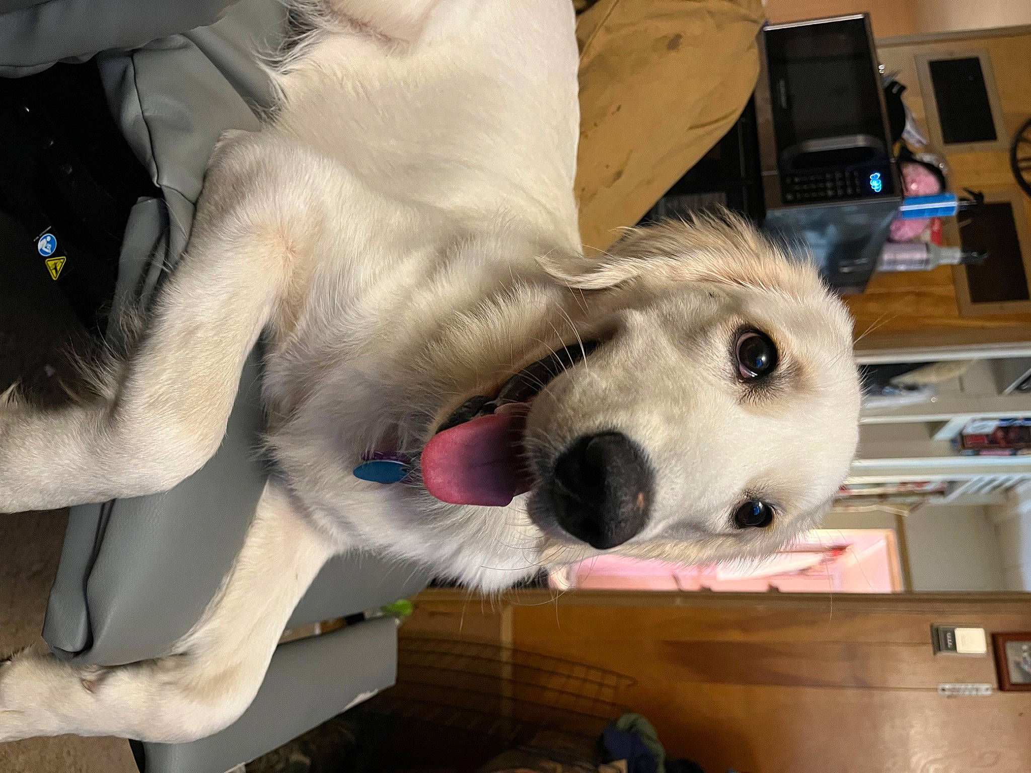 Maisey Grace is registered to the contest to win money with this photo: ball, box, canidae, carnivore, collar, comfort, companion_dog, dog, dog_breed, fawn, felidae, football, fur, giant_dog_breed, paw, snout, sporting_group, television, whiskers, working_animal