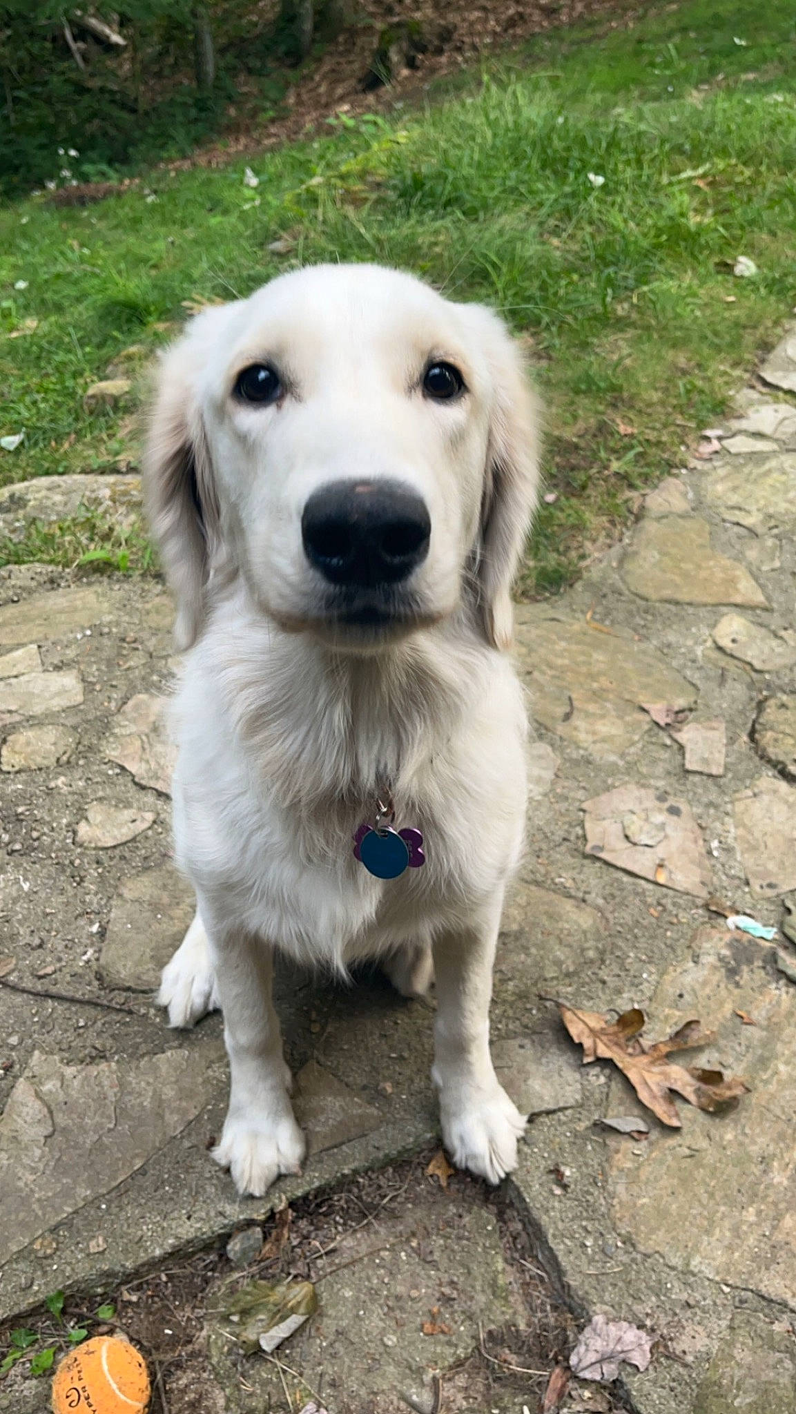 Maisey Grace is registered to the contest to win money with this photo: canidae, carnivore, companion_dog, dog, dog_breed, fawn, fur, grass, gun_dog, plant, polish_tatra_sheepdog, snout, soil, sporting_group, terrestrial_animal, tree, whiskers, working_animal, working_dog
